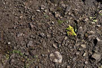 Close up to the wet land full with fertile soil and tiny rocks stones in dark brown color and little plant as abstract background
