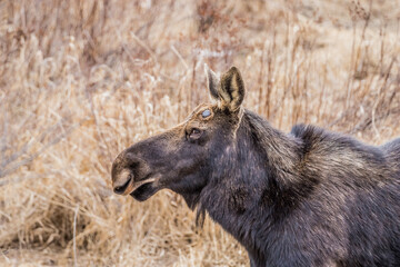 spring round bull moose drinking 