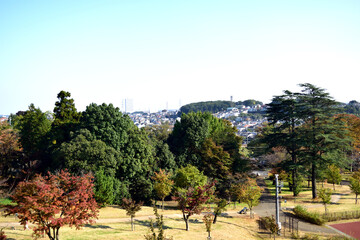 10月 狭山公園紅葉