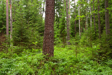 Beautiful summery lush coniferous woodland in Estonian nature, Northern Europe.	
