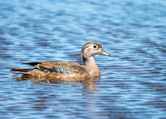 Wood Ducks Swimming in Pond
