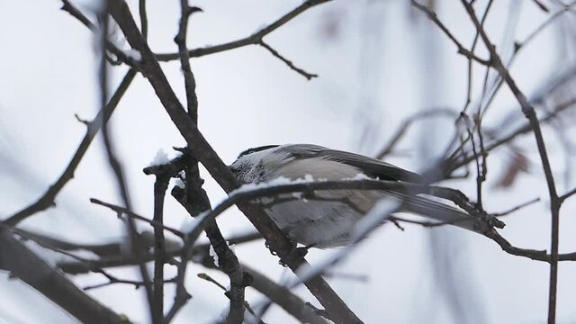Coal tit or cole tit. Bird is sitting on frozen tree branch. Small passerine bird in winter forest.