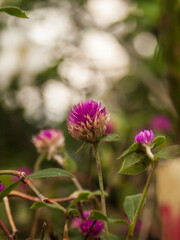 "
Tropical plants pic eleven, flower modeling backgrounds, blurry bokeh art"
