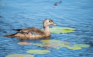 Fototapeta premium Wood Ducks Swimming in Pond 