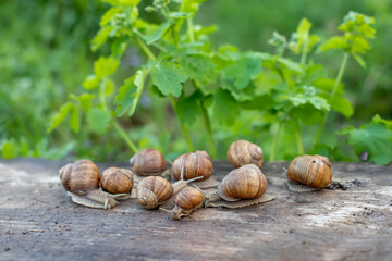 many Helix pomatia, Burgundy snail, Roman snail, edible snail or escargot on wooden board after rain. Snails against background of juicy greenery of purity.