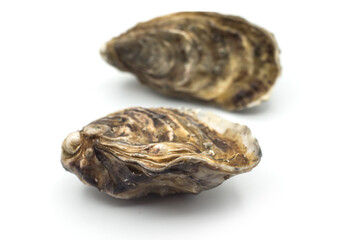 Closeup of closed Oysters on white background