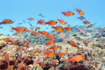 Beautiful tropical coral reef with shoal of Goldbelly Cardinalfish  (Apogon apogonides)