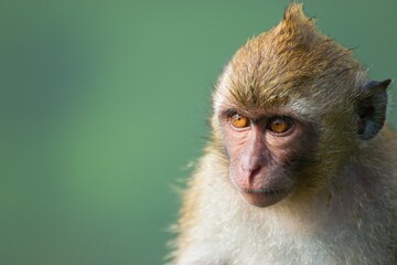 Long tailed macaque monkey portrait - The crab-eating macaque (Macaca fascicularis)