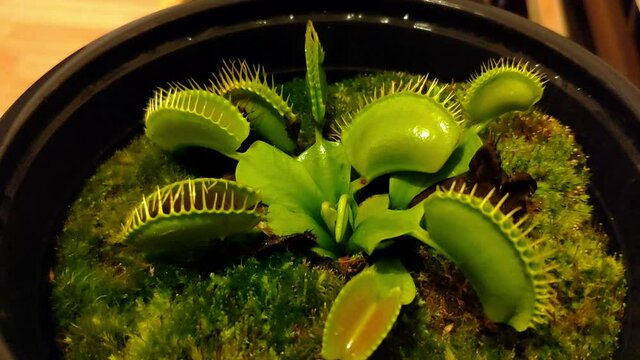 Carnivorous plant Venus Fly trap (Dianoea) with big traps is on a medium pot indoors. A pill bug is fed into one of the traps, which closes but the insect manages to escape from a gap. Tungsten light.