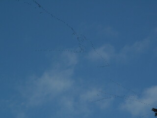 birds in the sky