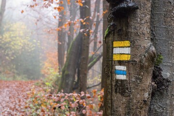 Hiking trail sign, green arrow on the tree trunk in the forest