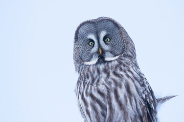 A close-up portrait of a majestic Great Grey Owl (Strix nebulosa) in snowy taiga forest near Kuusamo, Northern Finland.	