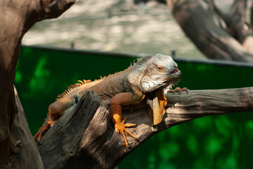 Green iguana or American iguana. Isolated Background..