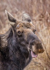 Fototapeta premium spring round bull moose drinking 