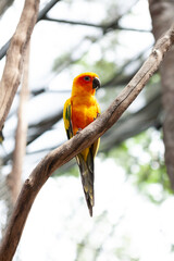 Parrot Sun Conure perched on branches..