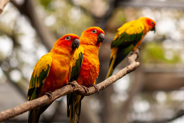 Parrot Sun Conure perched on branches..