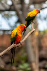 Parrot Sun Conure perched on branches..