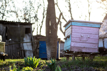 Naklejka premium old wooden hives on apiary under cherry tree. Hives bloom ingesday in spring. Flowering cherry with pollen for development of bees in April. Beekeeping. Nature, insects. Beekeeping,
