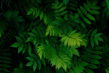 Naklejka na ściany i meble close up green leaves on a black background copy space, natural green foliage wallpaper