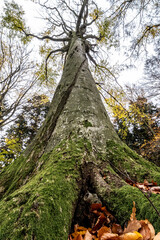 Fototapeta premium beech tree in the forest