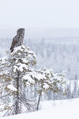 A vertical photo of a Great Grey Owl (Strix nebulosa) sitting on a small tree and watching over winter wonderland near Kuusamo, Northern Finland.	