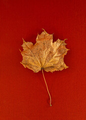 Dry maple leaf on a red cloth, close-up.