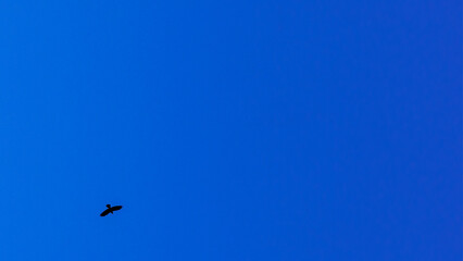 Bare tree branches and a large group of birds, flying against blue sky. Flying bird silhouettes. Space for text.