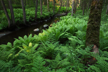 A lush old-growth forest by a small stream with large and green ferns. Shot in Lahemaa National...