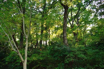 青々とした木々