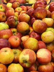 set of apples. fresh apples harvest for food patterns 