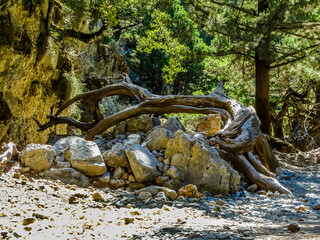 A dead tree wrapped around boulders in the Imbros Gorge near Chania, Crete on a bright sunny day