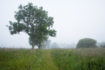 Misty morning on a lush summery meadow in Estonian countryside. 