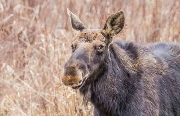 spring round bull moose drinking 
