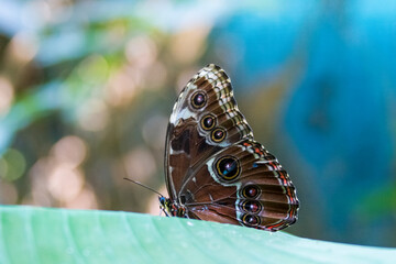 butterfly on a leaf