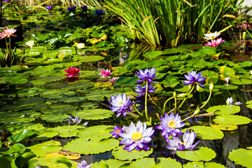 A pond of flowers