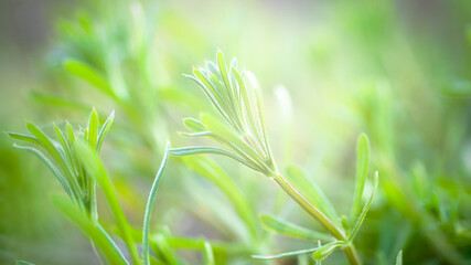 Herb Galium aparine cleavers on a summer meadow. Yellow flowers among grass sunshine. Summer natural background. Copy space.