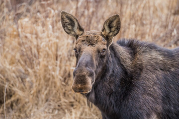 spring round bull moose drinking 