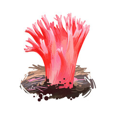 Ramaria araiospora or red coral mushroom closeup digital art illustration. Pink boletus that grows on corals in sea or ocean. Terminal branches finely divided into sharp tips. Plants growing in water