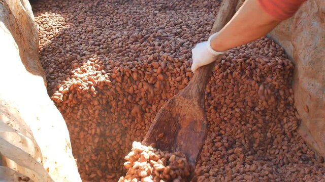 Fresh cocoa beans and fresh cocoa seeds are fermented in a wooden tank to develop the chocolate flavor.