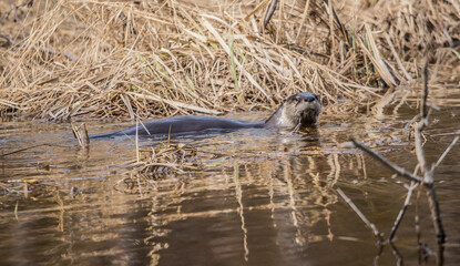 river otter in icy waters