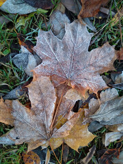 Frosted fallen maple leaves on a green grass