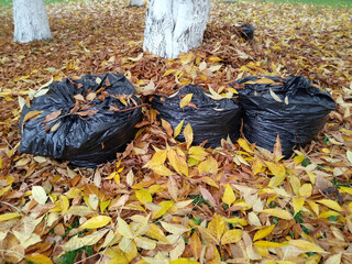 Black garbage bags full of gathered fallen leaves