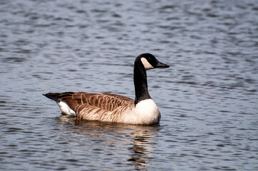 Canadian Goose