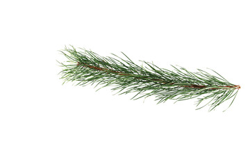 spruce branch isolated on white background. close-up.