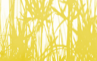 Summer Background Of Shadows Branch Leaves On a Wall. Illuminating Pantone Color Of The Year 2021