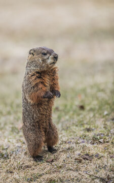 woodchuck in grassy field 