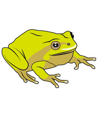 Frosch, Illustration