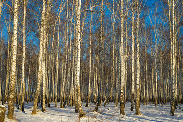 birch forest in winter