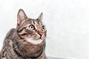 Fototapeta na wymiar Portrait of a gray cat close-up on a gray background