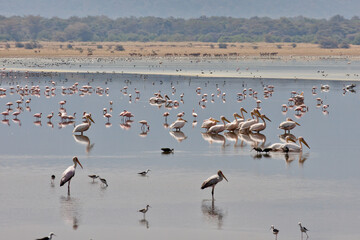 Vögel am Lake Manyara